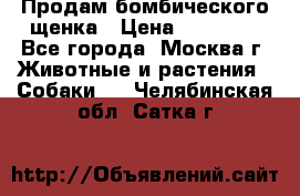 Продам бомбического щенка › Цена ­ 30 000 - Все города, Москва г. Животные и растения » Собаки   . Челябинская обл.,Сатка г.